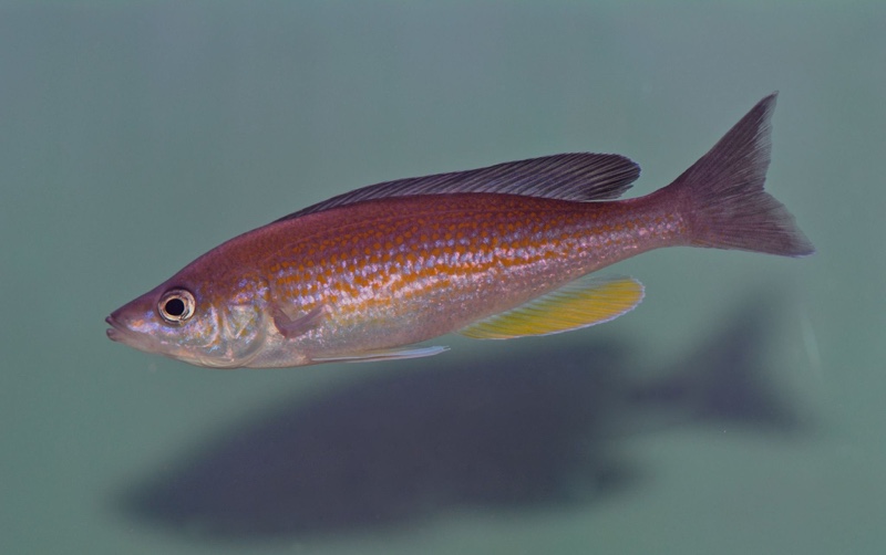 Cyprichromis pavo 'Kantalamba'